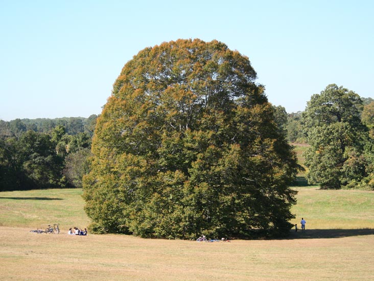 Beech Tree Field, Caumsett State Historic Park, Lloyd Neck, Long Island, New York