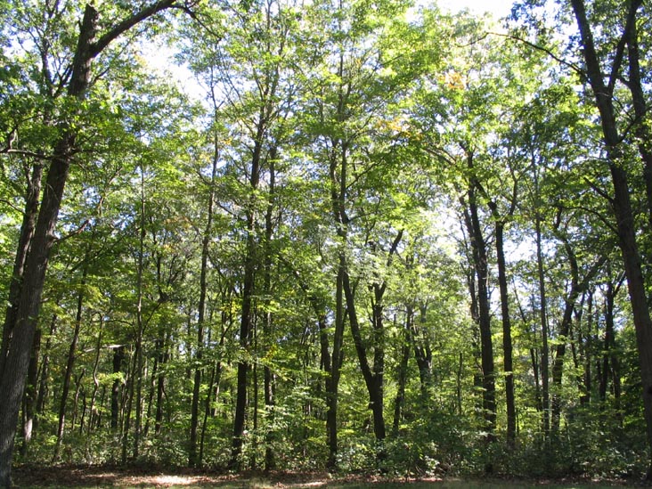 Forest, Caumsett State Historic Park, Lloyd Neck, Long Island, New York