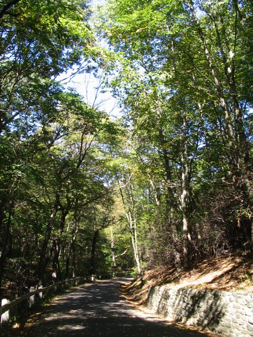 Forest Floor, Bathhouse Path, Caumsett State Historic Park, Lloyd Neck, Long Island, New York