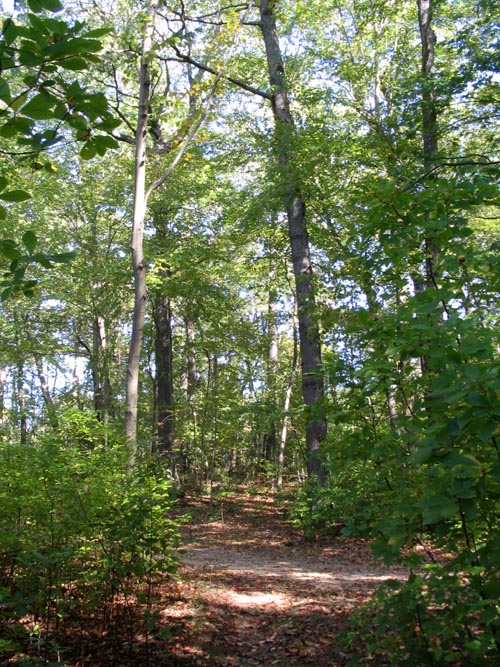 Trail, Caumsett State Historic Park, Lloyd Neck, Long Island, New York