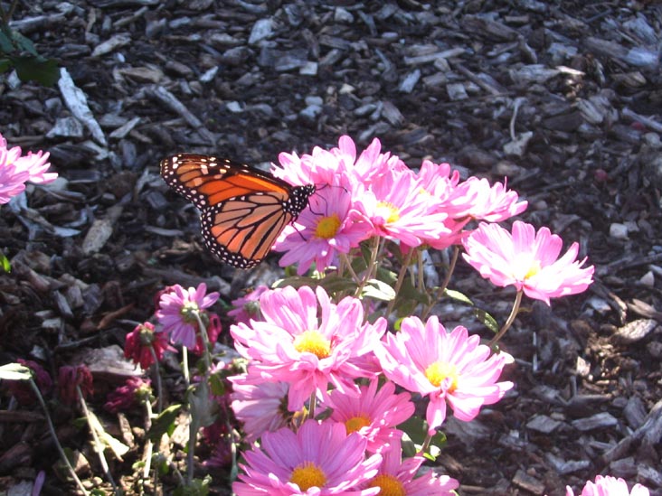 Monarch Butterfly, Walled Garden, Caumsett State Historic Park, Lloyd Neck, Long Island, New York