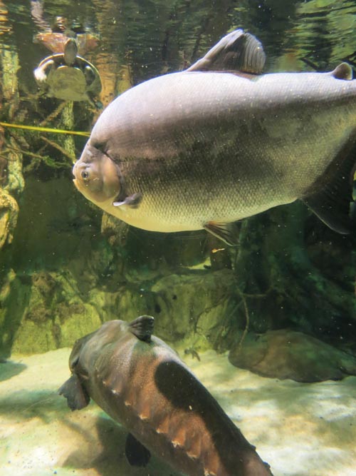 National Aquarium, Baltimore, Maryland, January 17, 2016