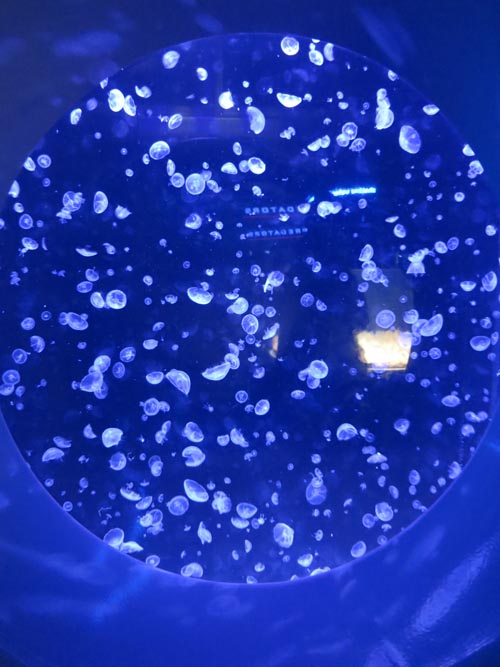 Jellies Invasion, National Aquarium, Baltimore, Maryland, January 17, 2016