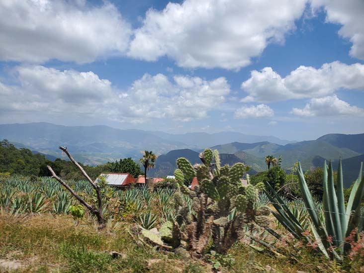 Agave, San Lorenzo Albarradas, Oaxaca, México, August 20, 2023