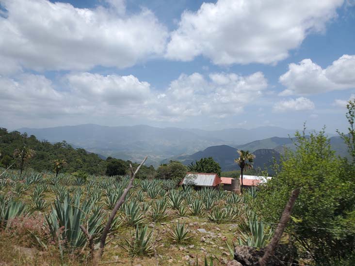 Agave, San Lorenzo Albarradas, Oaxaca, México, August 20, 2023