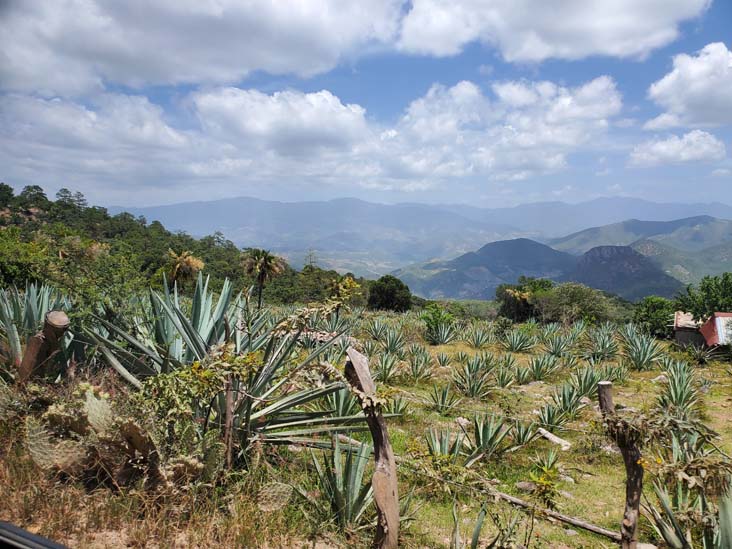 Agave, San Lorenzo Albarradas, Oaxaca, México, August 20, 2023