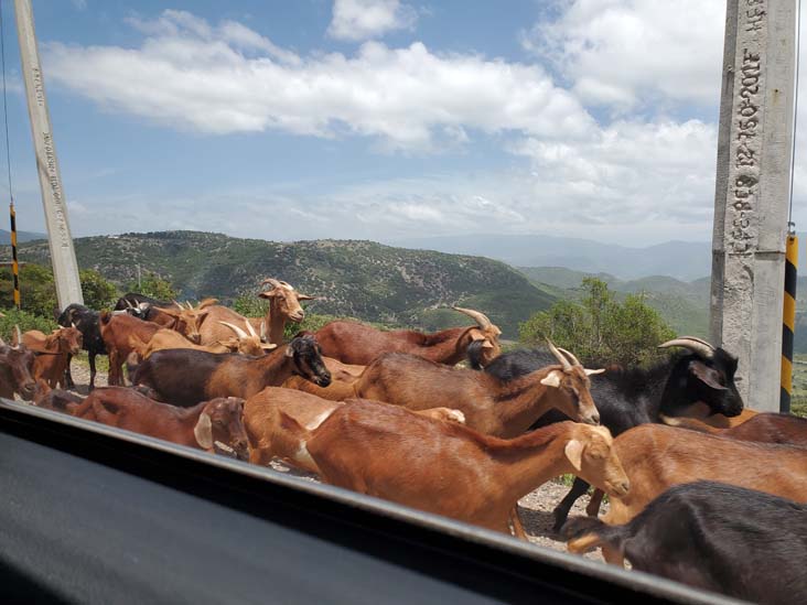 Goats, San Lorenzo Albarradas, Oaxaca, México, August 20, 2023