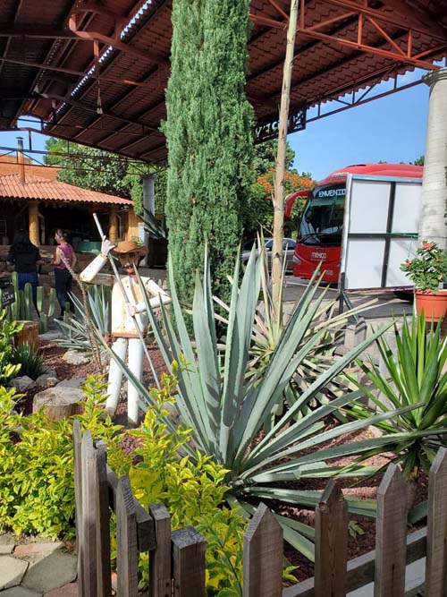 Agave, El Rey de Matalán, Tlacolula de Matamoros, Oaxaca, México, August 20, 2023