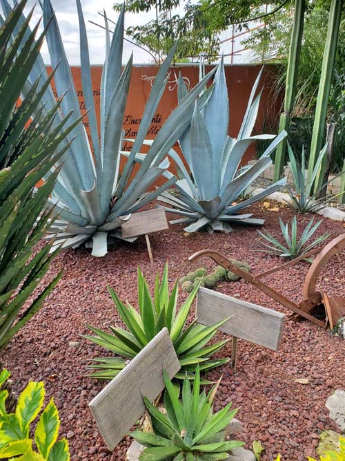 Agave, El Rey de Matalán, Tlacolula de Matamoros, Oaxaca, México, August 20, 2023