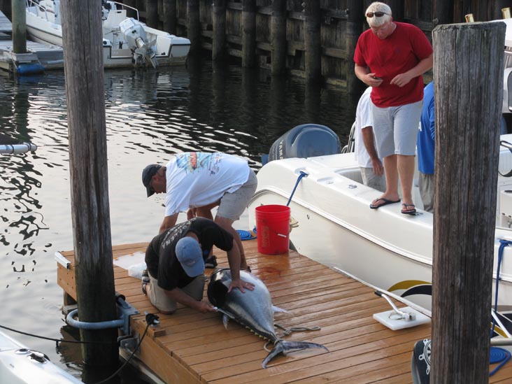 Filleting Tuna, Pine Road, Ocean City, New Jersey, July 25, 2009