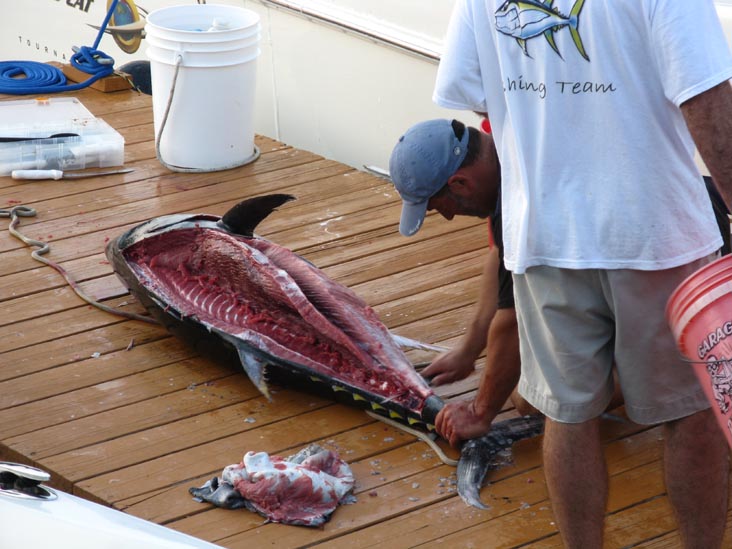 Filleting Tuna, Pine Road, Ocean City, New Jersey, July 25, 2009