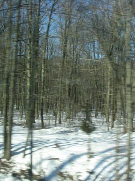 Woods Near Princeton, NJ, New Jersey Transit's Northeast Corridor Line