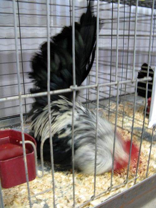 Poultry & Rabbit Exhibit Building, Bloomsburg Fair, Bloomsburg, Pennsylvania, September 26, 2009