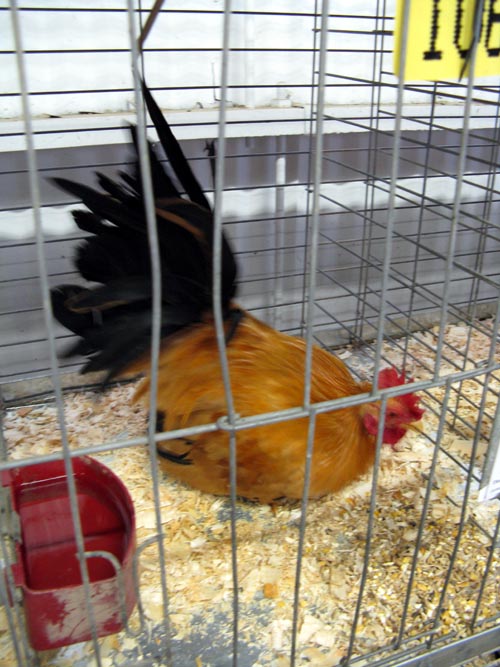 Poultry & Rabbit Exhibit Building, Bloomsburg Fair, Bloomsburg, Pennsylvania, September 26, 2009