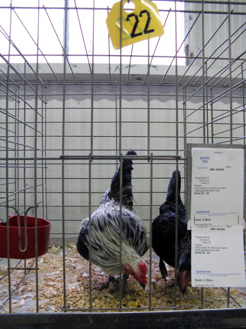 Poultry & Rabbit Exhibit Building, Bloomsburg Fair, Bloomsburg, Pennsylvania, September 26, 2009