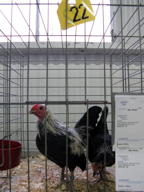 Poultry & Rabbit Exhibit Building, Bloomsburg Fair, Bloomsburg, Pennsylvania, September 26, 2009