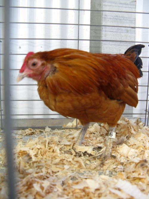 Old English Ginger Red Cock, Poultry & Rabbit Exhibit Building, Bloomsburg Fair, Bloomsburg, Pennsylvania, September 26, 2009