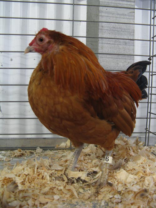 Old English Ginger Red Cock, Poultry & Rabbit Exhibit Building, Bloomsburg Fair, Bloomsburg, Pennsylvania, September 26, 2009