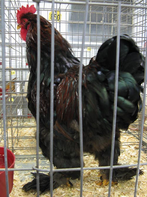 Partridge Cochin Cock, Poultry & Rabbit Exhibit Building, Bloomsburg Fair, Bloomsburg, Pennsylvania, September 26, 2009