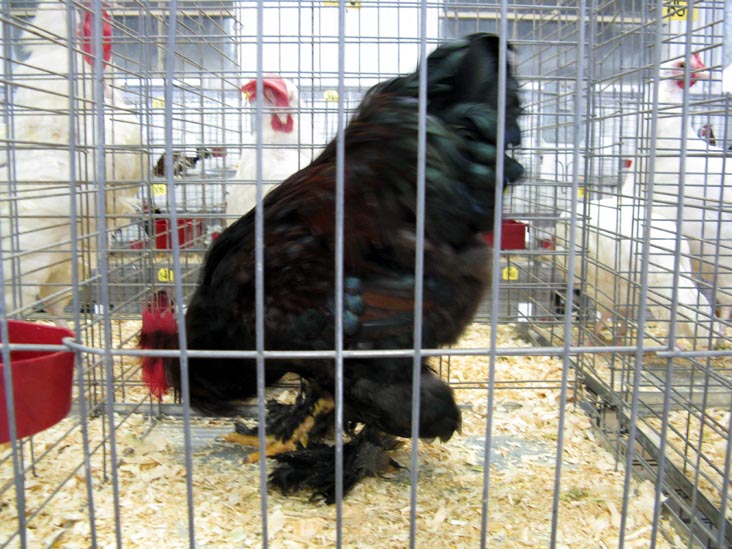 Partridge Cochin Cock, Poultry & Rabbit Exhibit Building, Bloomsburg Fair, Bloomsburg, Pennsylvania, September 26, 2009