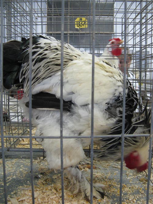 Light Brahma Cock, Poultry & Rabbit Exhibit Building, Bloomsburg Fair, Bloomsburg, Pennsylvania, September 26, 2009