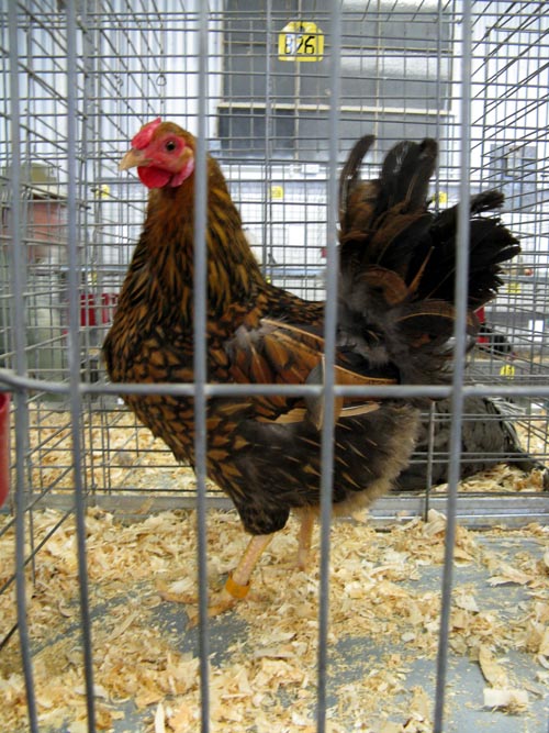 Poultry & Rabbit Exhibit Building, Bloomsburg Fair, Bloomsburg, Pennsylvania, September 26, 2009