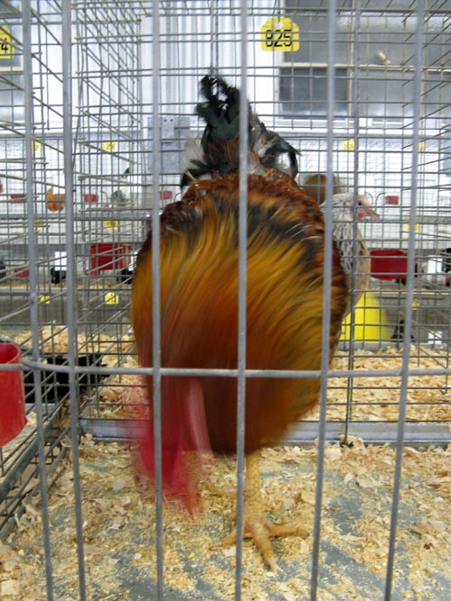 Poultry & Rabbit Exhibit Building, Bloomsburg Fair, Bloomsburg, Pennsylvania, September 26, 2009