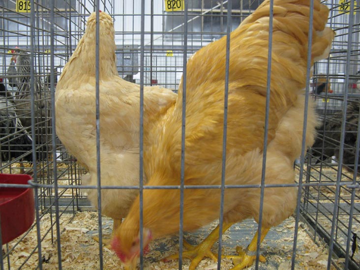 Buff Cock & Hen, Poultry & Rabbit Exhibit Building, Bloomsburg Fair, Bloomsburg, Pennsylvania, September 26, 2009