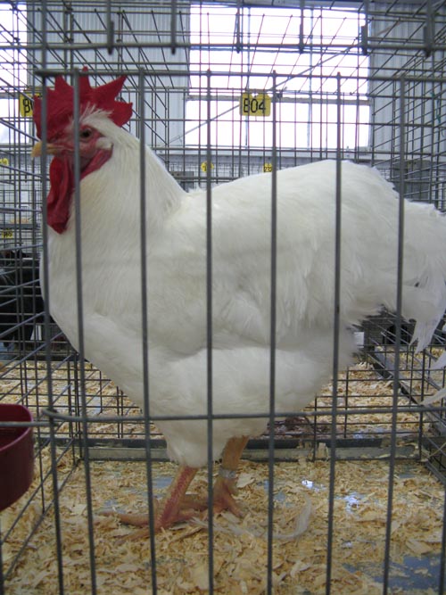 Plymouth Rock White Cock, Poultry & Rabbit Exhibit Building, Bloomsburg Fair, Bloomsburg, Pennsylvania, September 26, 2009