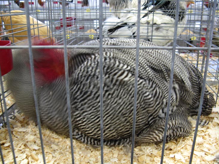 Poultry & Rabbit Exhibit Building, Bloomsburg Fair, Bloomsburg, Pennsylvania, September 26, 2009