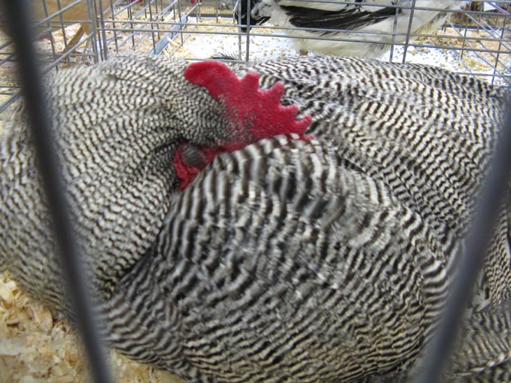 Poultry & Rabbit Exhibit Building, Bloomsburg Fair, Bloomsburg, Pennsylvania, September 26, 2009