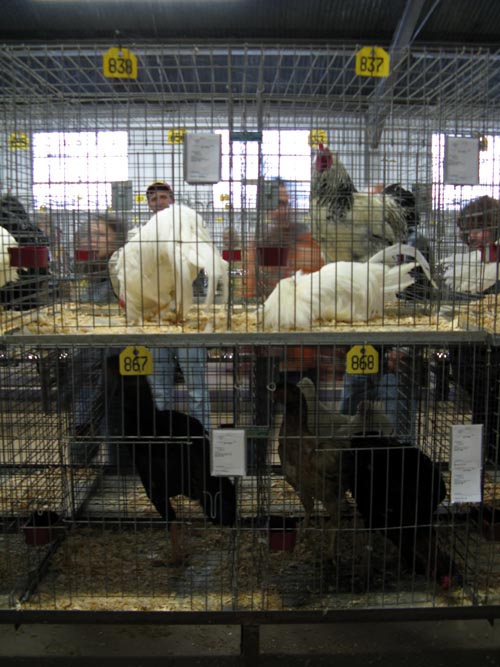 Poultry & Rabbit Exhibit Building, Bloomsburg Fair, Bloomsburg, Pennsylvania, September 26, 2009