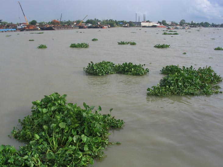 Chao Phraya River Near Wat Bang Na, Thailand