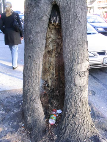 Tree, Steinway Street Near Broadway, Astoria, Queens