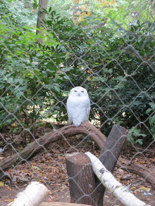 Owl, Queens Zoo, Flushing Meadows Corona Park, Queens, October 5, 2013