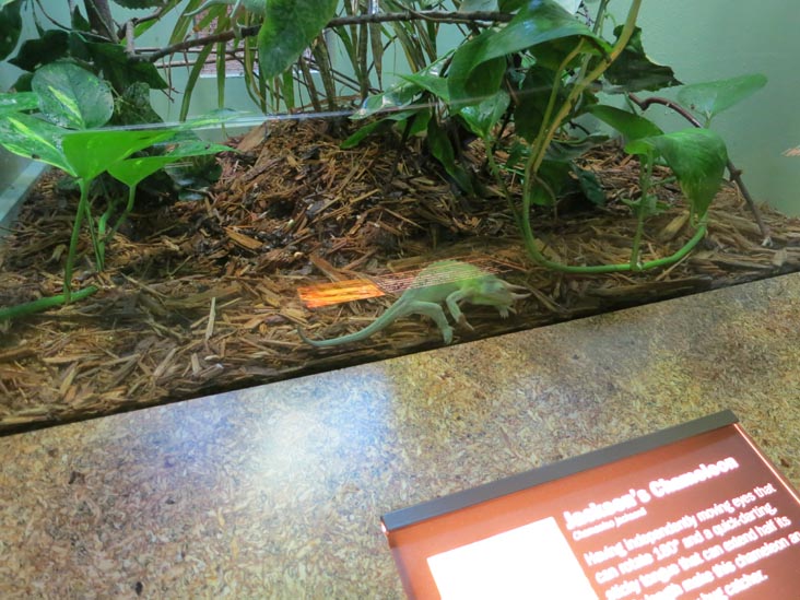 Reptile Wing, Staten Island Zoo, Staten Island, June 23, 2013