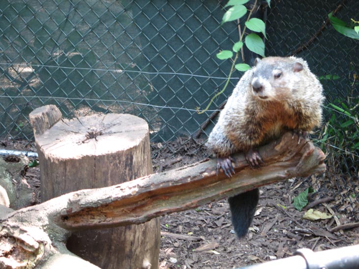 Staten Island Chuck, Staten Island Zoo, Staten Island, June 23, 2013